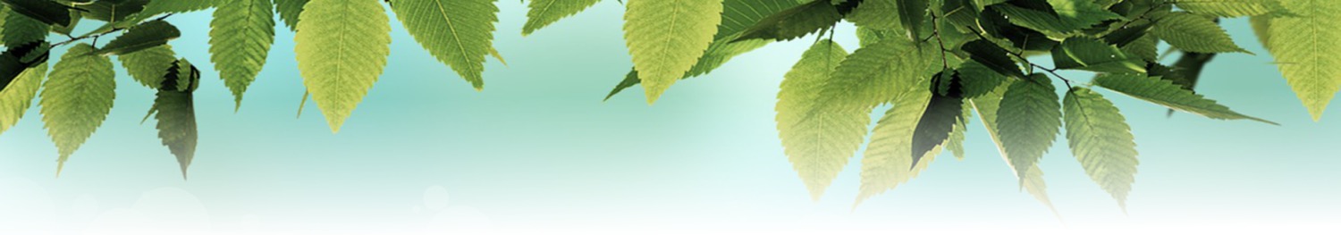 top header image leaves