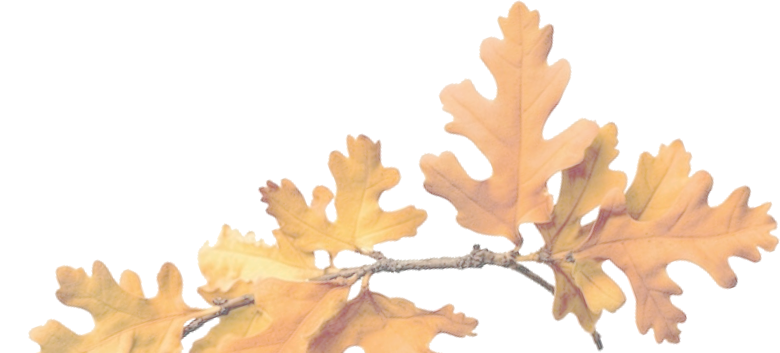Oak leaves bottom
