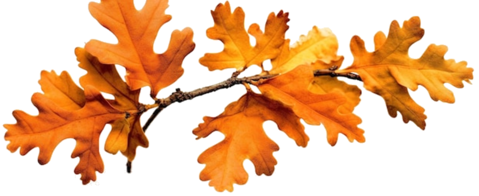 Oak leaves top